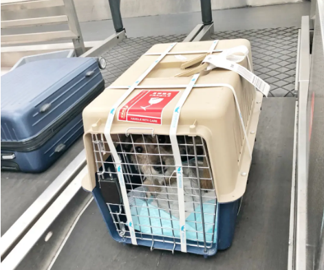 扬州宠物托运 宠物托运公司 机场宠物托运 宠物空运